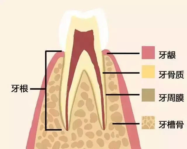 牙齒好，就是財(cái)富！